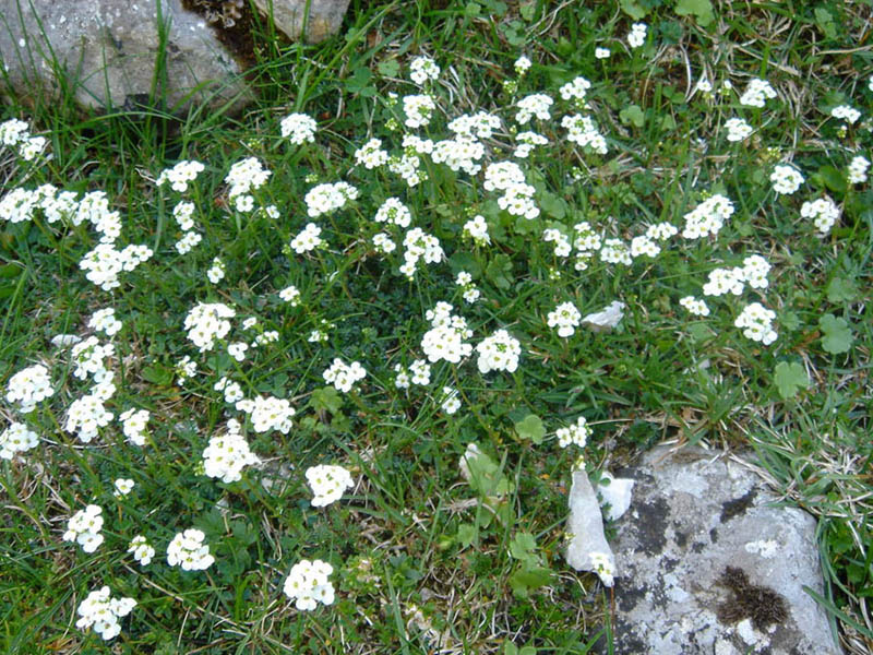 Hornungia alpina en fleurs dans les éboulis calcaires des Picos de Europa